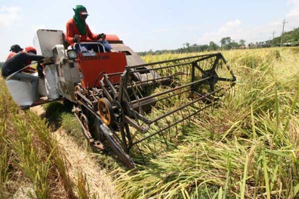  Bulan Ini, Bantul Panen Padi Seluas 3.520 Hektare