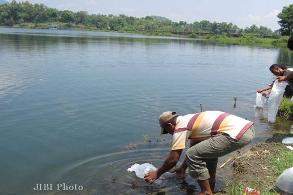  Ribuan Bibit Ikan Nila Ditebar di Sungai Jangkuk