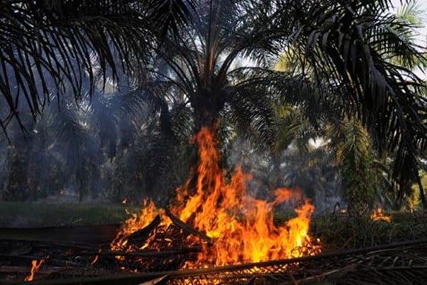  Jambi Rilis Perda Pengendalian Karhutla