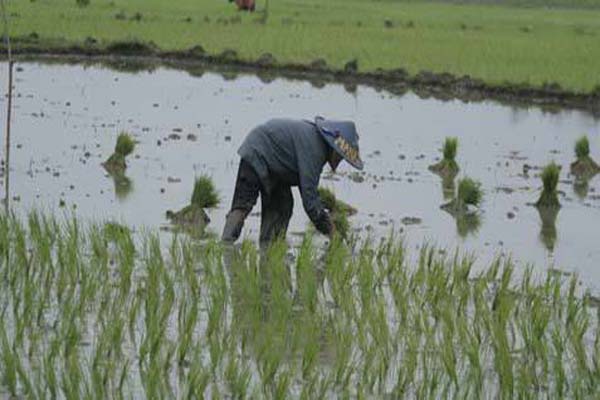  Hemat Biaya Produksi, Petani Gunakan Mesin Tanam Padi