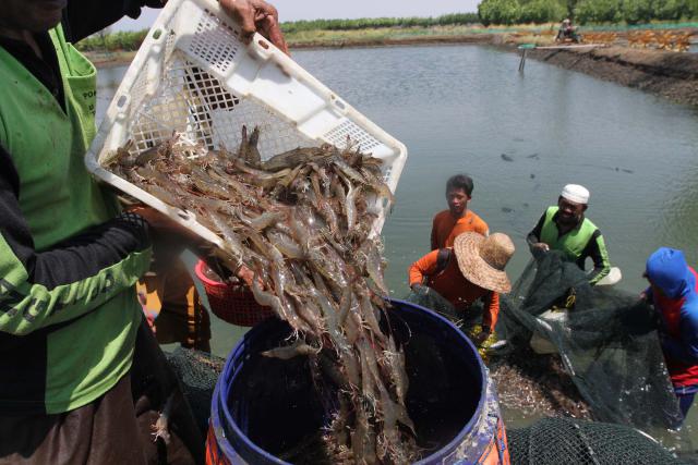  Untung Menggiurkan, Pemkot Padang Kembangkan Budi Daya Vaname