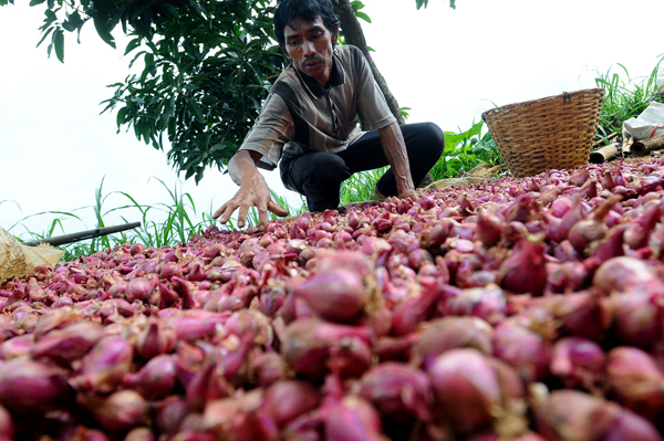  Pedagang di Temanggung Keberatan Masuknya Bawang Merah Impor