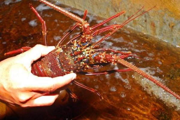  Bibit Lobster Rp1,3 Miliar Gagal Sampai Surabaya