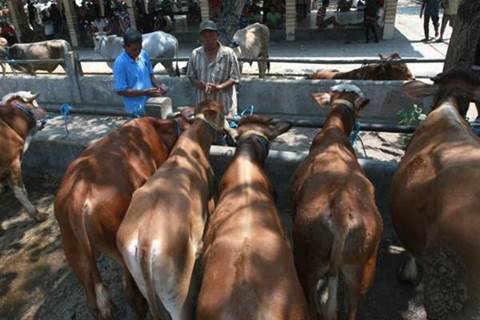  Peternak di Siak Dapat Penghasilan Tambahan dari Limbah Sapi