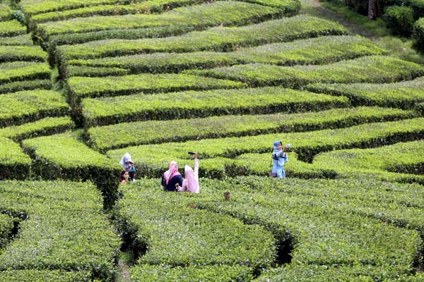  FOTO: 2017, Produksi Teh Ditargetkan Tumbuh 50%