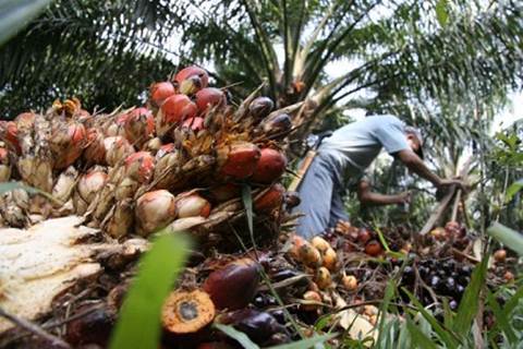  Produksi Turunan Sawit Indonesia Masih Rendah