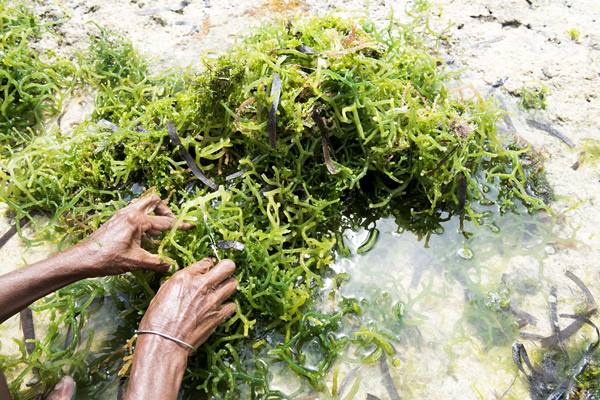  BUDIDAYA LAUT: Rumput Laut Dominasi Hasil Marikultur