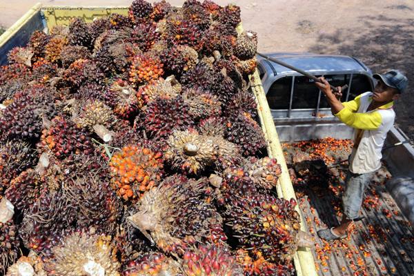  Tertekan Laju Ringgit, Sawit Lanjut Melemah Pagi Ini