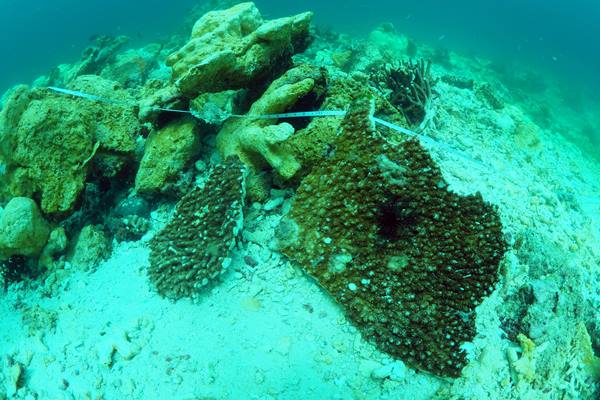  Pemulihan Terumbu Karang Raja Ampat Butuh 100 Tahun