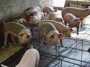  Populasi Ternak, di NTT Babi Mendominasi