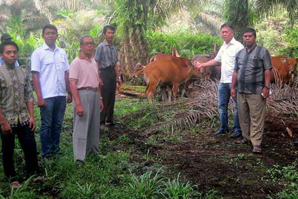  Ternak Sapi saat Replanting, Petani Sawit di Riau Peroleh Penghasilan Tambahan