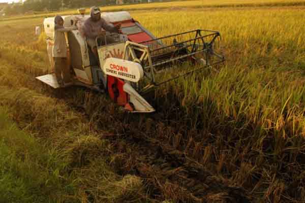  PANEN RAYA: Bulog Malang Serap 15.068 Ton Beras Petani