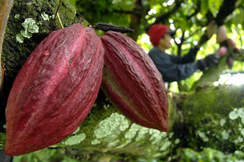  Harga Kakao di Majene Merosot Tajam Dalam Sebulan
