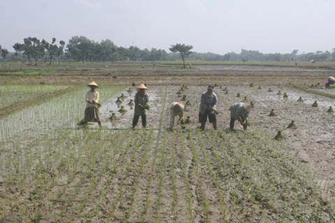  Kementan Dukung Pengembangan Padi dan Jagung di Siak