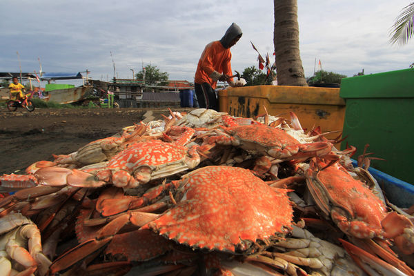  TANGKAPAN DI BANDARA, 160 Kepiting Bertelur Dilepasliarkan