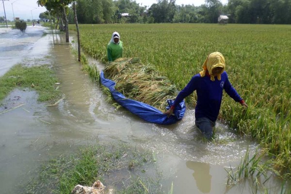 Diterjang Banjir, 42 Hektare Tanaman Padi di Kupang Rusak