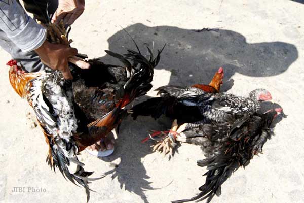  Puluhan Ayam di Madiun Mati Mendadak, Ini Penyebabnya