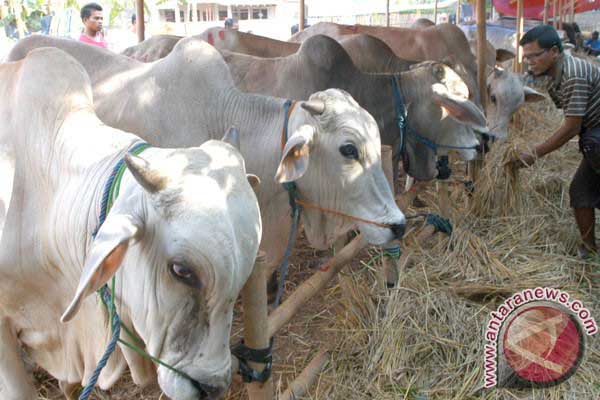  Populasi Ternak Meningkat, Sapi Potong Terbanyak di Blora