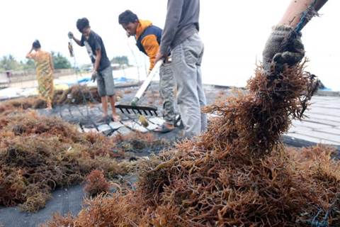  Jamkrindo Sasar Penjaminan SRG Komoditas Rumput Laut Sulsel