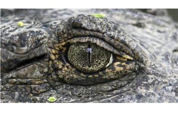  Wow, Warga Aceh Singkil Tangkap Buaya Sepanjang 4,5 Meter