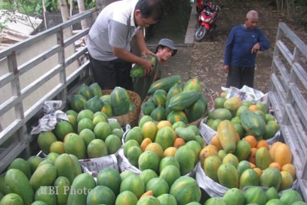  Fakultas Pertanian UNS Mengembangkan Pepaya Cikita di Karanganyar