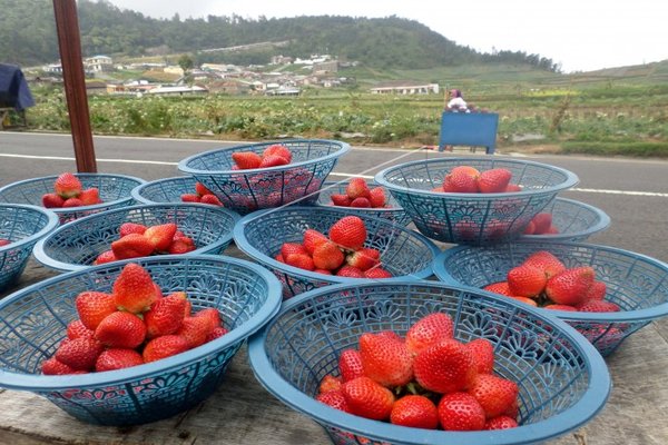  Curah Hujan Tinggi, Petani Stroberi di Buleleng Mengeluh