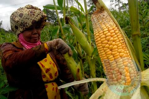  Kejar Produksi Jagung 1,2 Juta Ton, Gorontalo Bagikan Benih Gratis