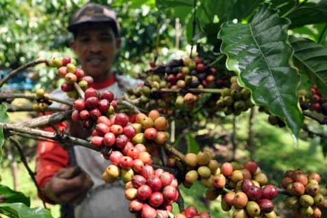  Pengembangan Areal Kopi di Kediri Menyesuaikan Kawasan Lahan