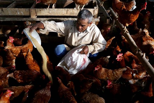  Bulog Uji Coba Produksi Pakan Ternak