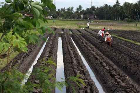  Pemerintah Menargetkan Harga Cangkul Murah