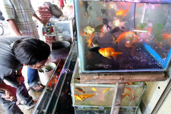  Pemkab Temanggung Mendorong Budi Daya Ikan Nonkonsumsi