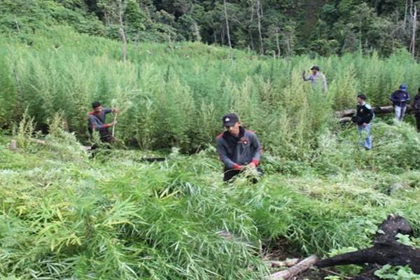  Polres Ogan Komering Ulu Tangkap Pemilik Ladang Ganja