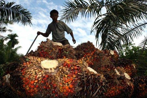  Saatnya Dorong Diversifikasi Produk CPO