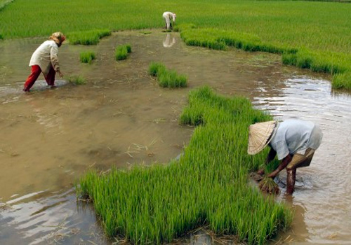  USAHA TANI CILACAP: Jasindo Sebut Asuransi Sawah Minim