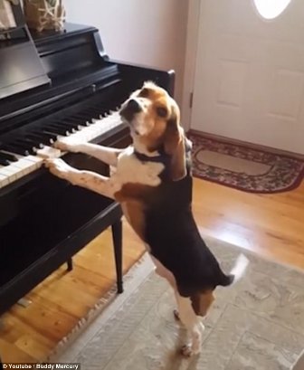  Seekor Anjing Beagle Bermain Piano Menyita Perhatian Netizen