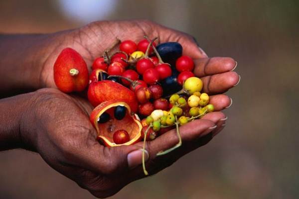  Bush Tucker, Kuliner Eksotis Aborigin yang Lama Terpendam