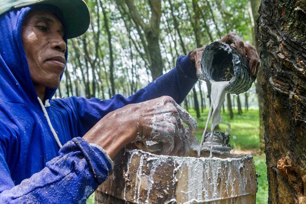  Ratusan Hektare Lahan Karet Rakyat Beralih Fungsi