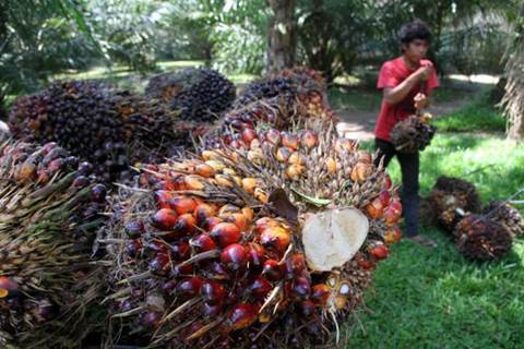  Petani Sumsel Diminta Kelola Kebun Sawit Berkelanjutan