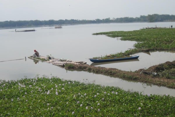  Pemkab Probolinggo Mengembangkan Pakan Ikan dari Eceng Gondok