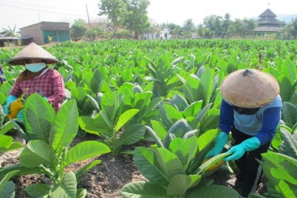  Petani Lereng Sumbing & Sindoro Mulai Menanam Tembakau