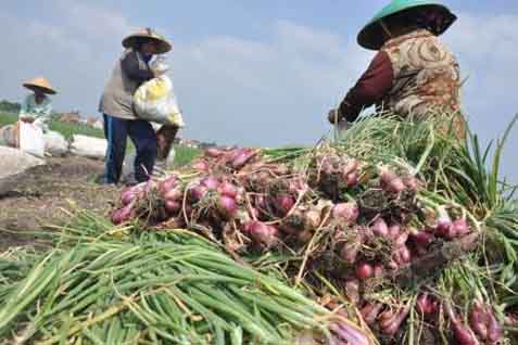  Aplikasi Sipindo, Ini Sejumlah Keuntungan yang Dinikmati Petani Hortikultura