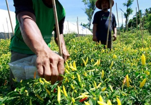  Petani Cabai Merah Cirebon Merugi Akibat Cuaca Ekstrem