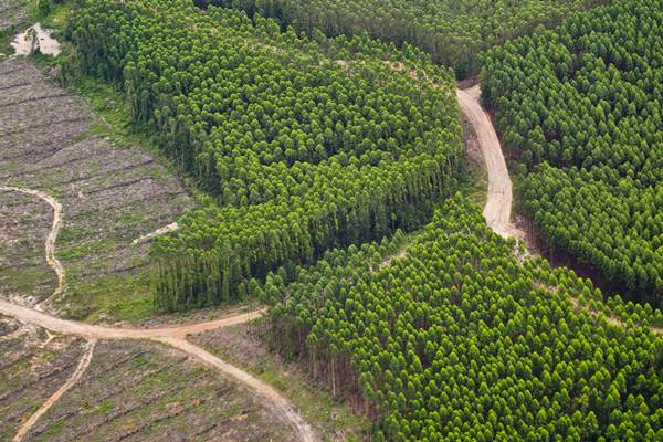  20.000 Tenaga Kerja HTI di Riau Terancam PHK Akibat Regulasi Gambut