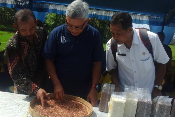  Klaster Padi Organik BI Banyuwangi Memperkuat Pasokan Pangan