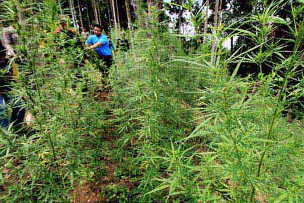  TNI-Polisi Temukan 2 Hektare Lahan Ganja di Aceh