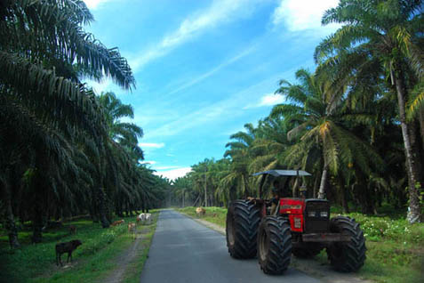  KEBUN SAWIT: Kencana Agri Replanting Perdana