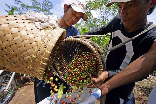  Ekspor Kopi Brasil Turun, Harga Kopi Mengepul