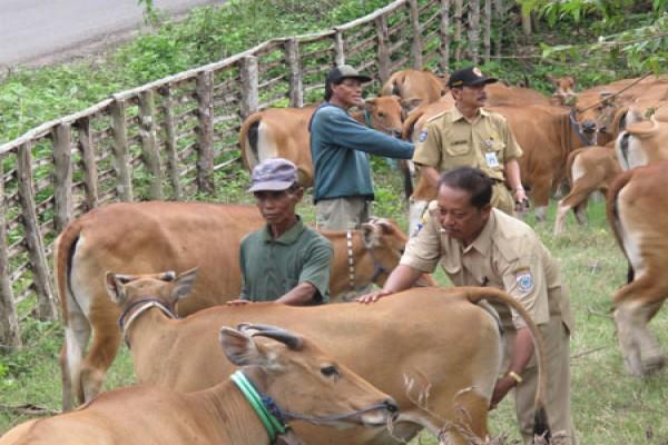  Kementan Gandeng TNI Tingkatkan Populasi Sapi dan Kerbau