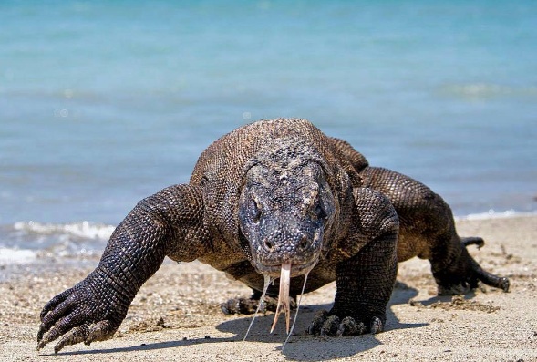  Fotografer Singapura Digigit Komodo Hingga Betisnya Robek