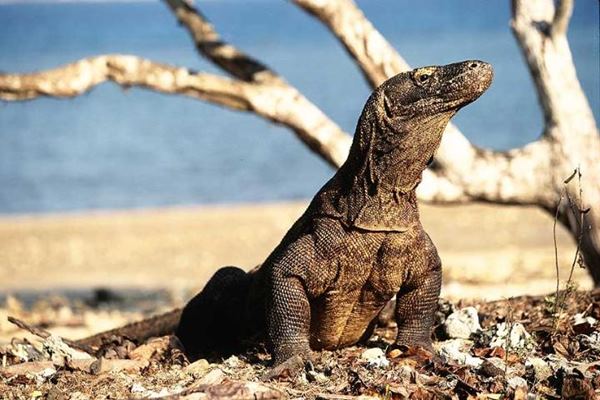  Wisatawan Singapura Ini Digigit Komodo. Berikut Kronologinya